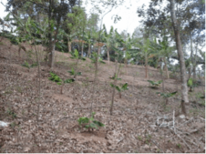 En las imágenes, parte de las cosechas que se siembran en la granja ubicada en el sector Hormigas de Caguas.