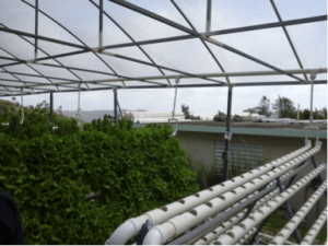 Lechuga sembrada en hidropónia.