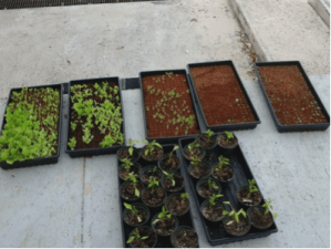 Parte de la cosecha que se siembra en la Granja de Producción Sostenible antes de ser llevada a sus terrenos en el sector Hormigas, la cual es cultivada primero en las instalaciones de Agroinnova.