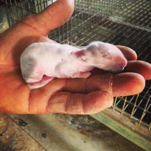 12022558_10153011046876993_8155058691485797221_o