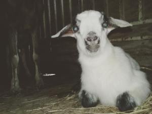 17191699_10154198779361993_6280038427098410788_o