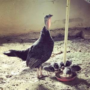 20157223_10154571630101993_3704296219428795004_o