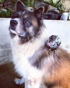 21273596_10154699201561993_2295520659725081499_o